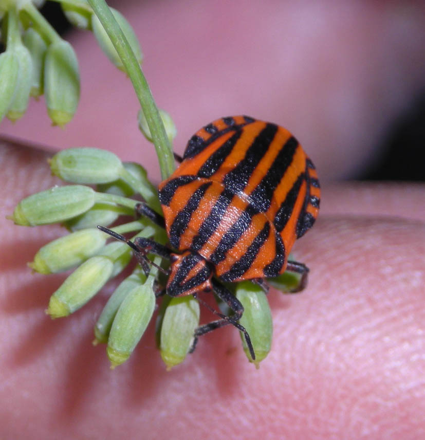 Graphosoma lineatum italicum